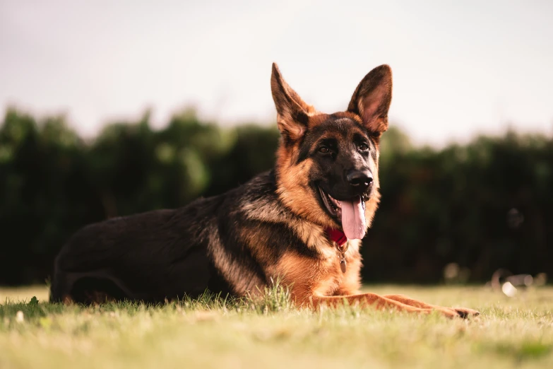 a german shepherd rests in a grassy field