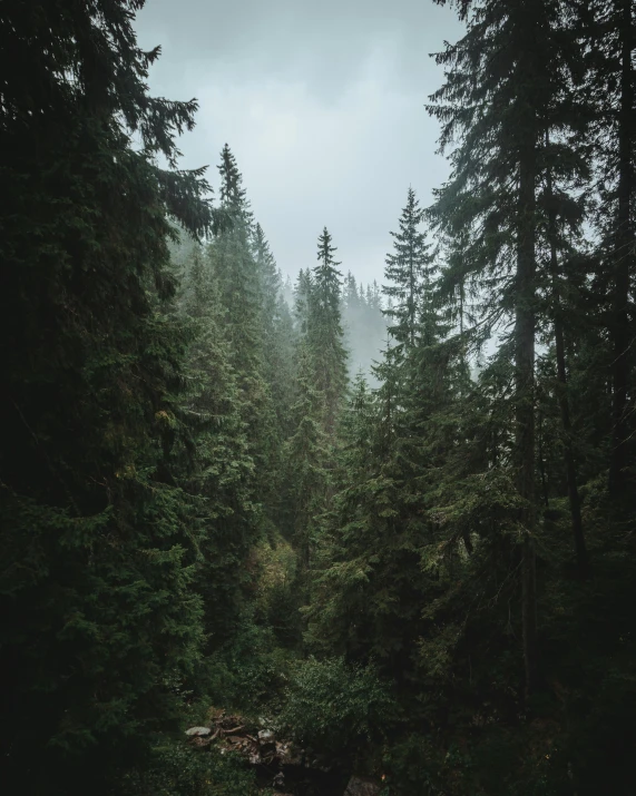 forest scene with fog and dark rain, near lake