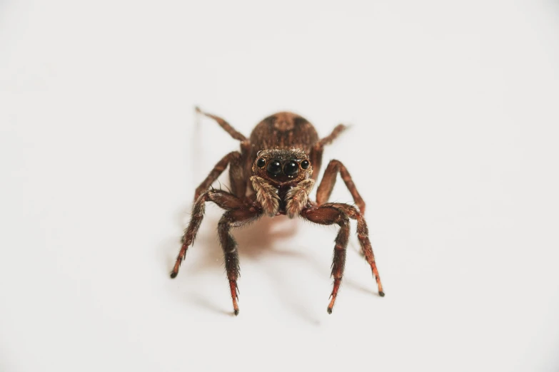 a big brown spider on a white background