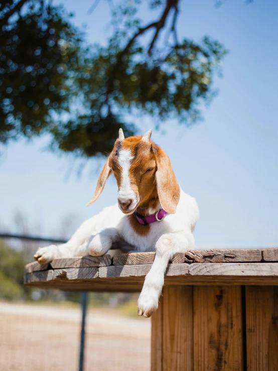 small dog laying on wood with his legs stretched out