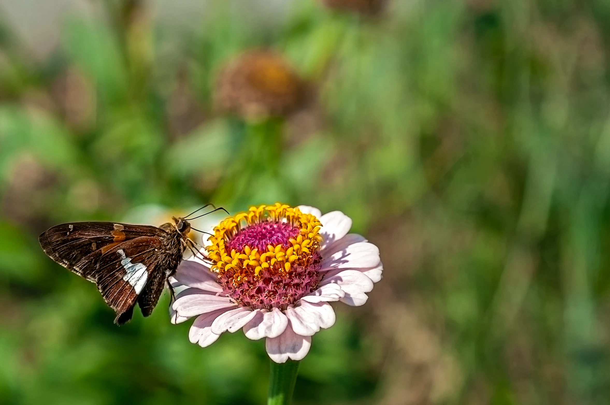a erfly sitting on a flower outside