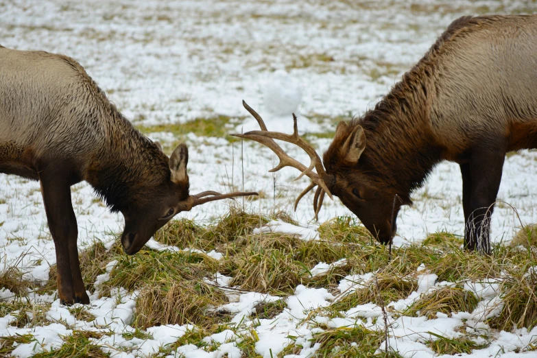 two elk with horns eating grass in the snow