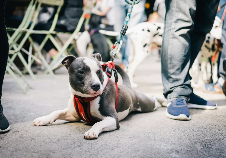 a grey and white pit bull is on a leash