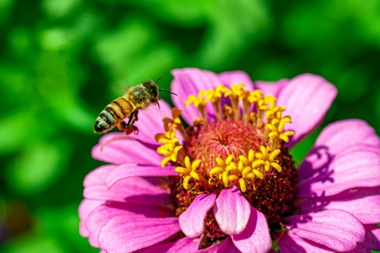 a bee flying to a flower in front of a green background