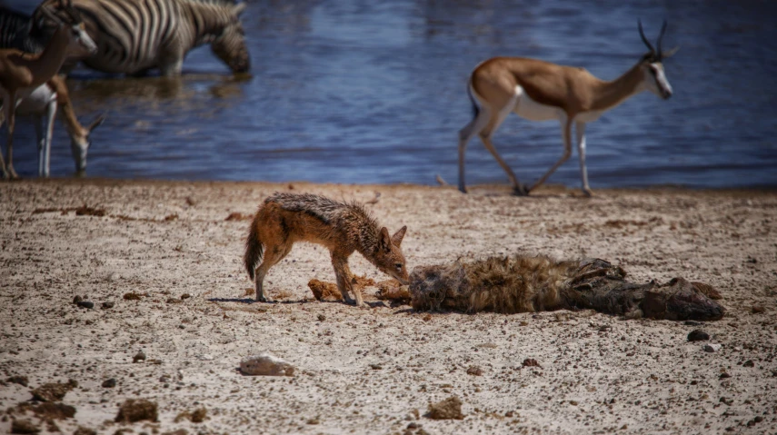 a small animal in the sand by some water