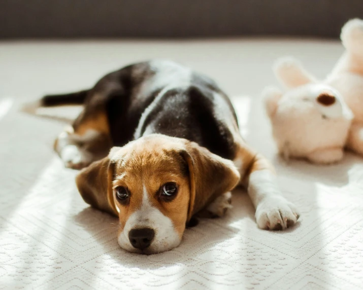 small beagle puppy laying next to a stuffed animal
