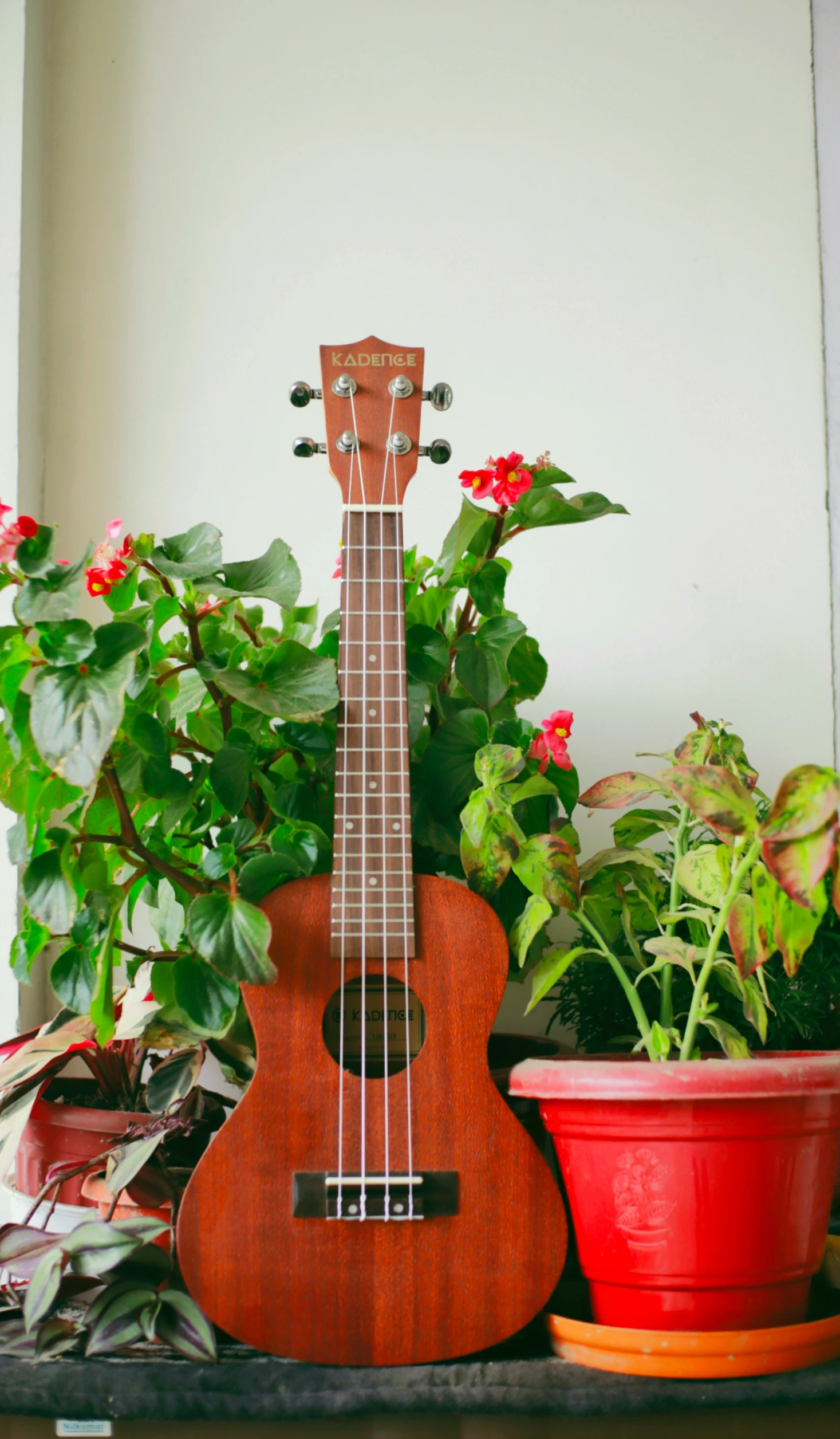 a ukulele and potted plant sitting on a ledge