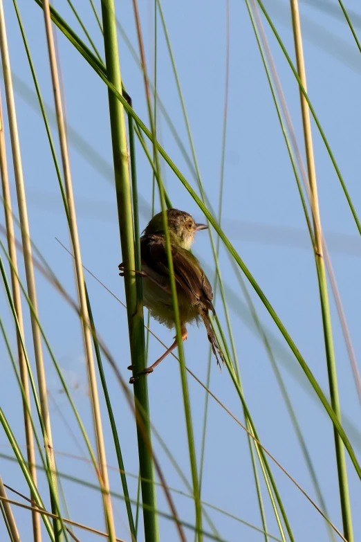 a bird on a nch with green vegetation