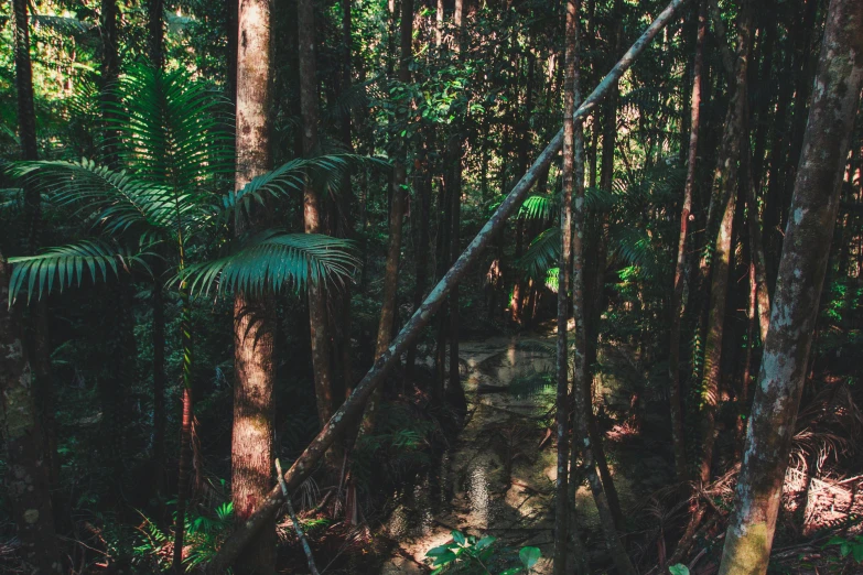 a small stream meanders through a dense green rainforest