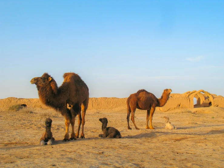 a couple of animals are standing in the dirt