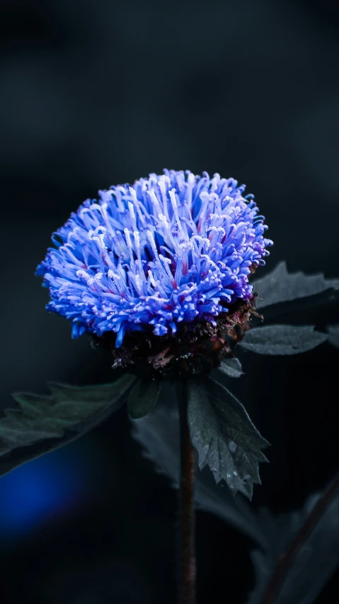 a single blue flower with large green leaves in dark