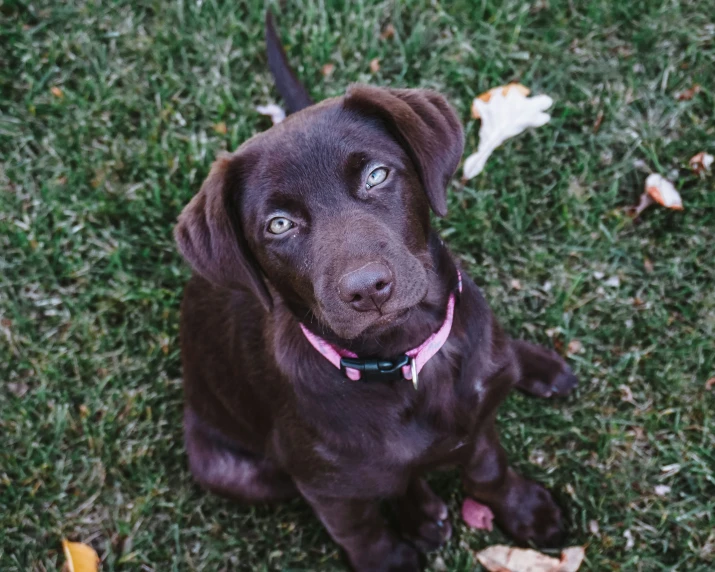 a close up of a small dog in the grass