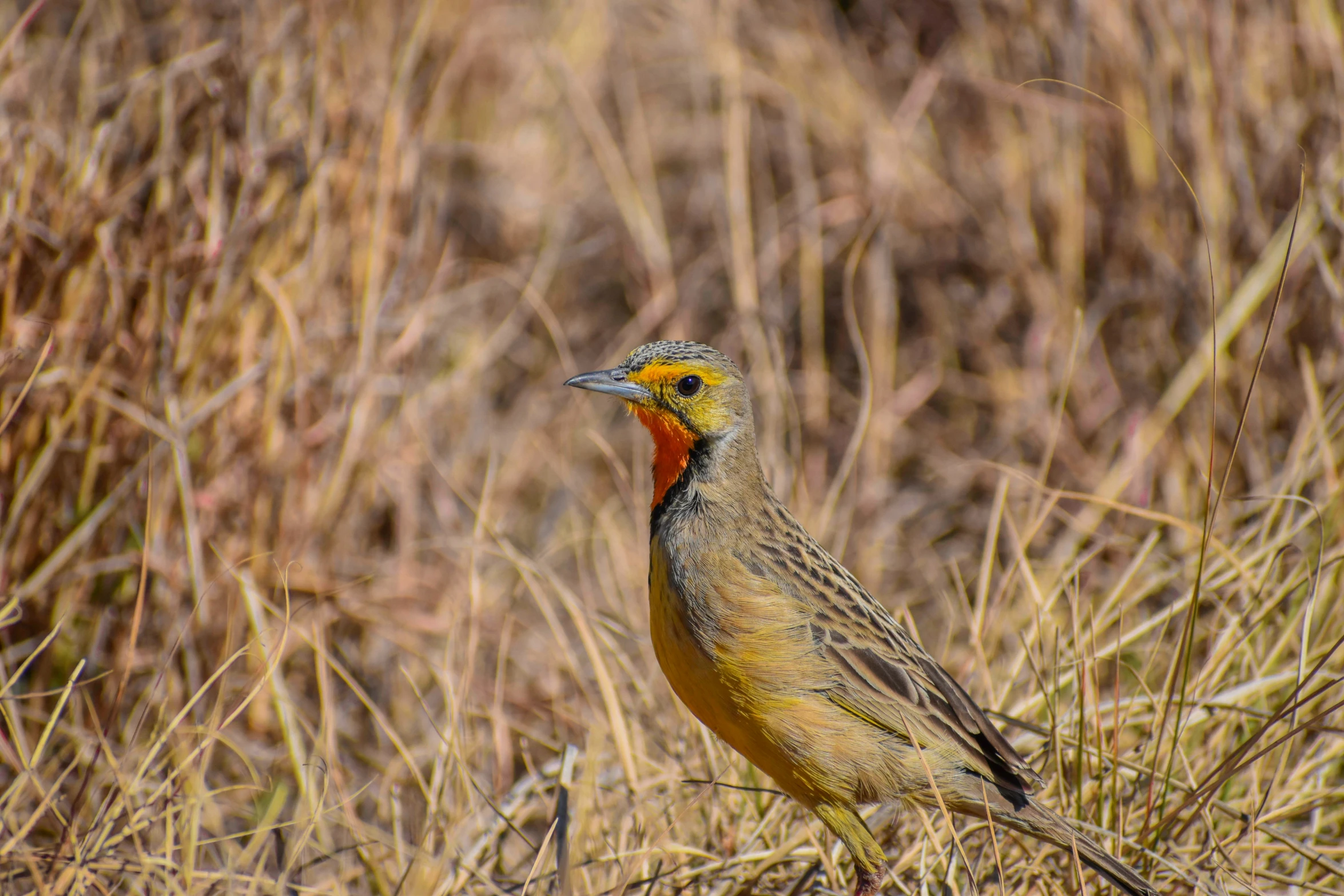 a small bird with an orange, yellow, and white head and orange bill stands in tall brown grass