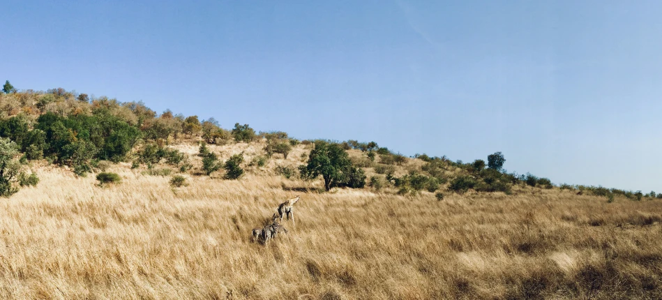 two giraffes standing on top of a dry grass covered hillside