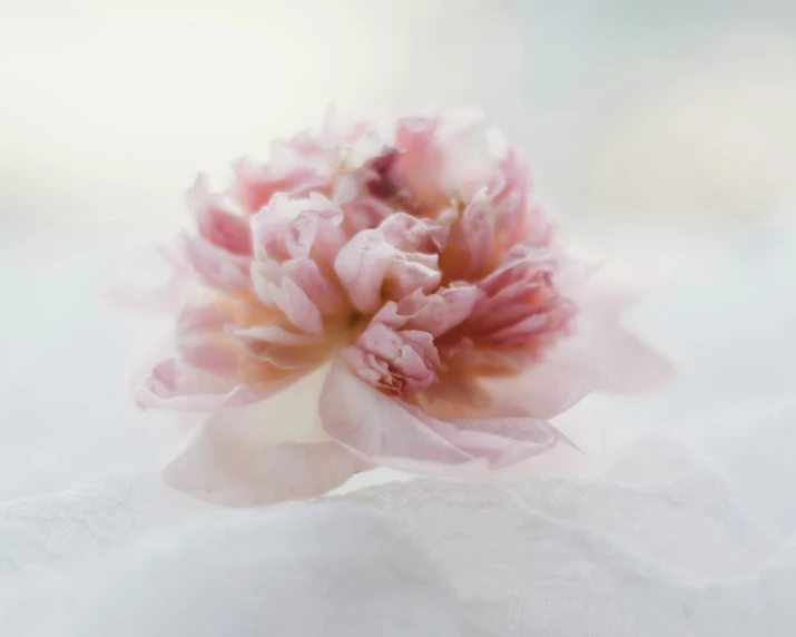 a single pink flower is placed on a blanket