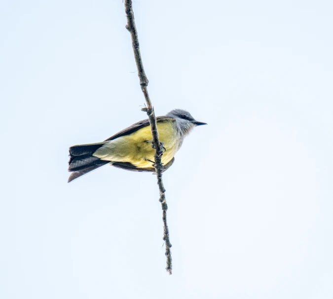 a small yellow bird perched on a thin tree nch