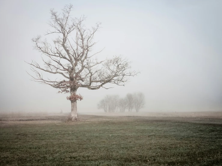 a misty landscape with trees and grass in the background