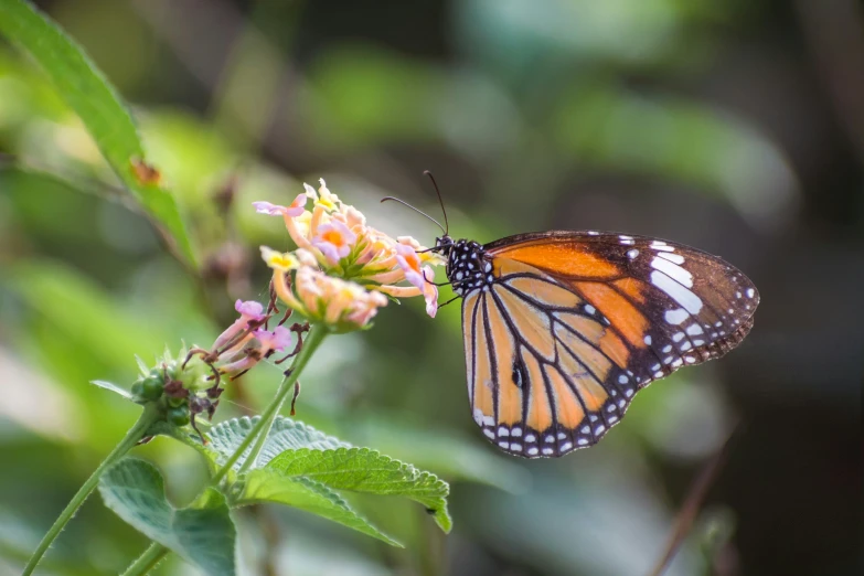 a single monarch erfly resting on an orange flower