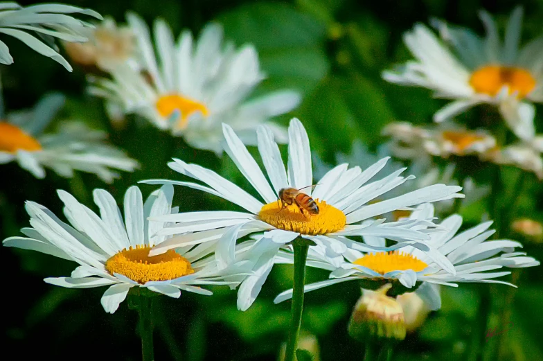 several yellow and white flowers next to each other