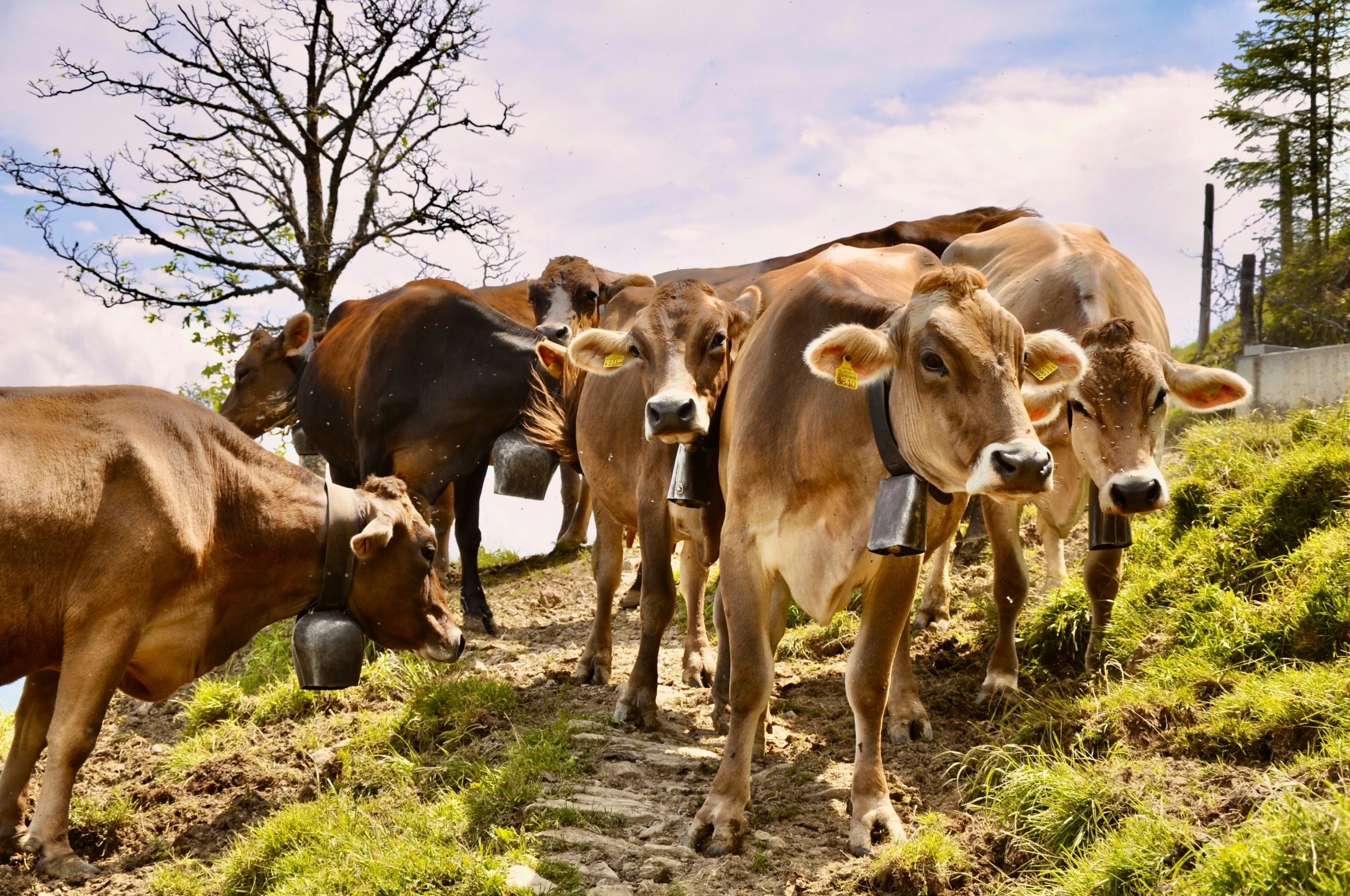 a herd of brown cows standing on top of a grass covered hill