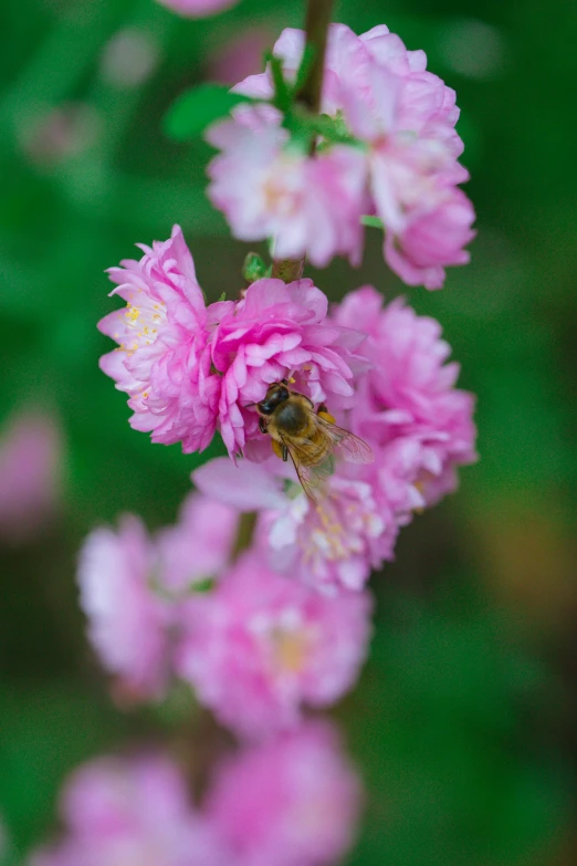 a bee sitting on a flower, in front of some other flowers