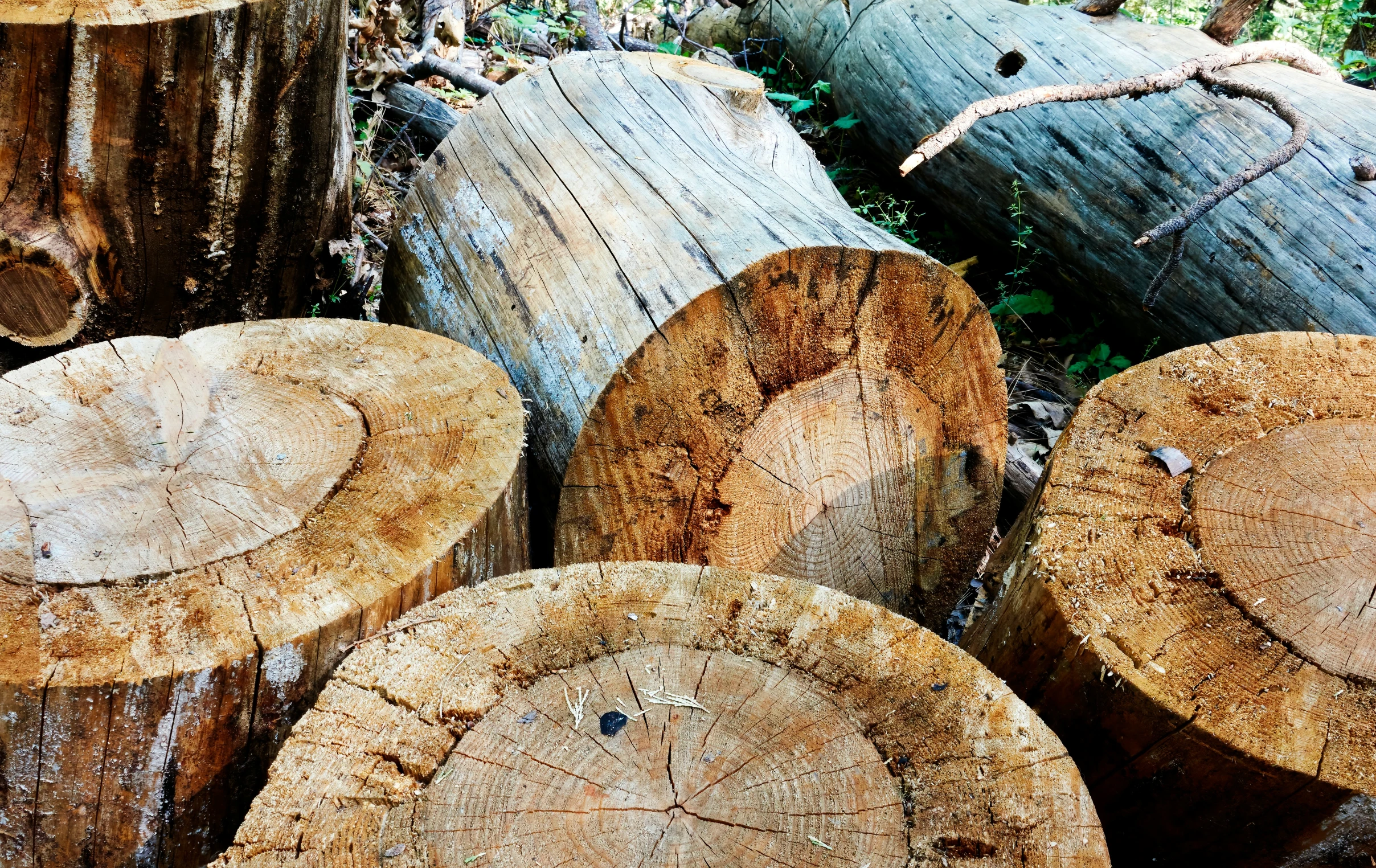 many logs and trees that are next to each other