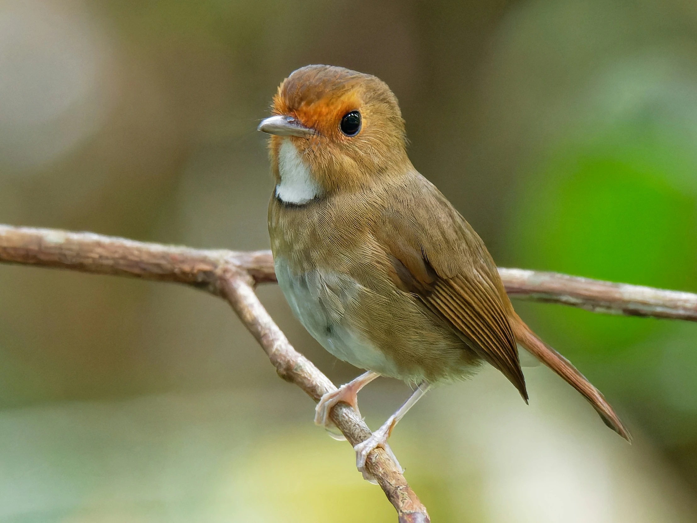 a small brown bird sitting on top of a wooden nch