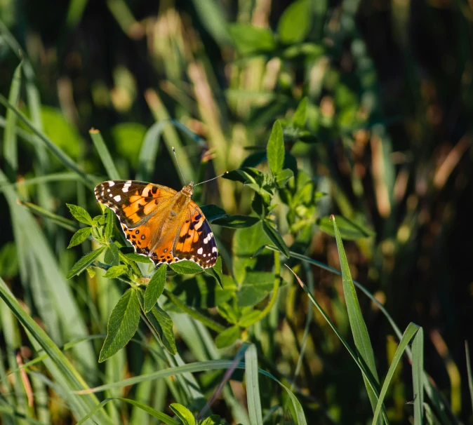 a erfly is sitting on the tip of a leaf