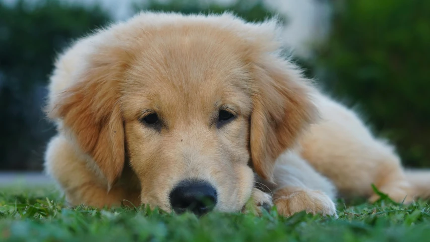 a dog laying down in the grass looking alert