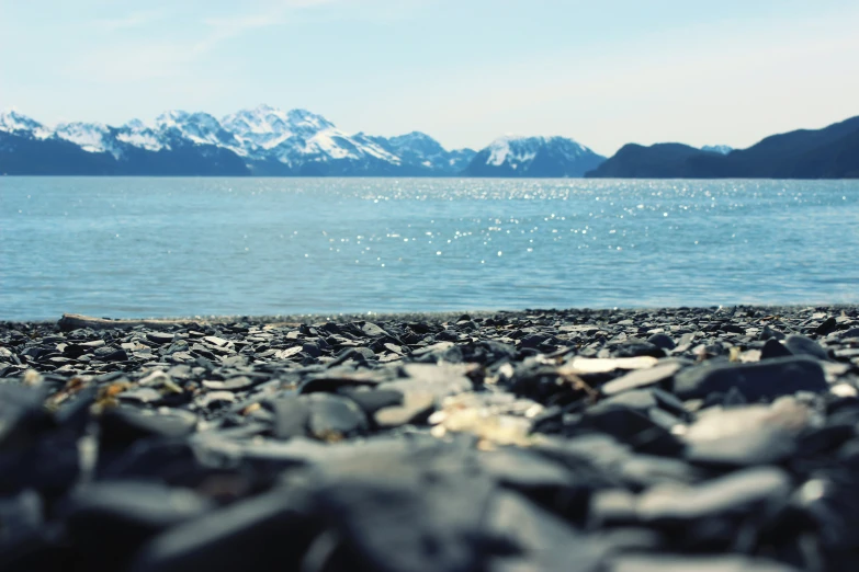 a small white bird on a rocky beach