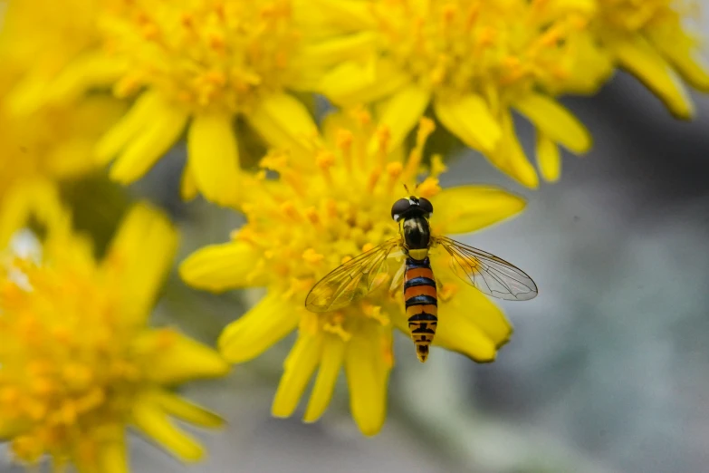 a fly is sitting on a bright yellow flower