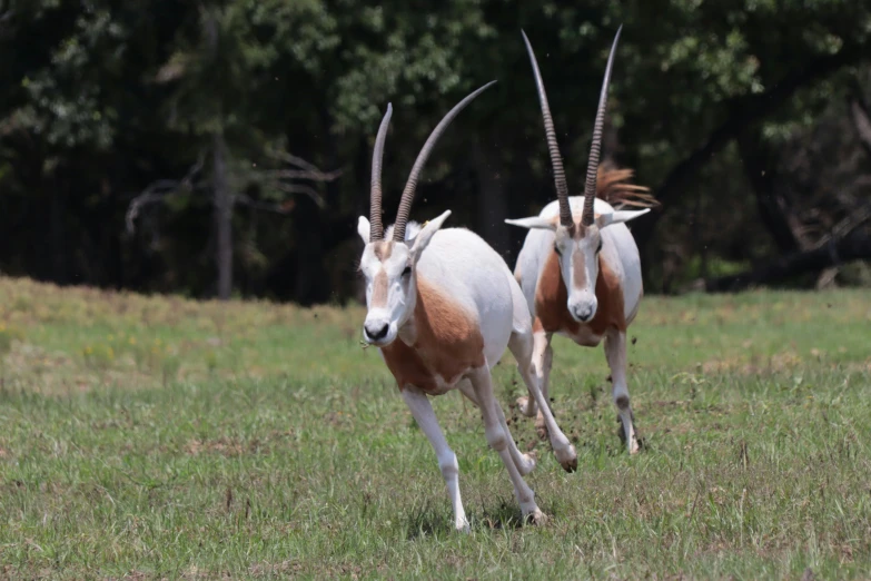 two rams running in the grass in a field