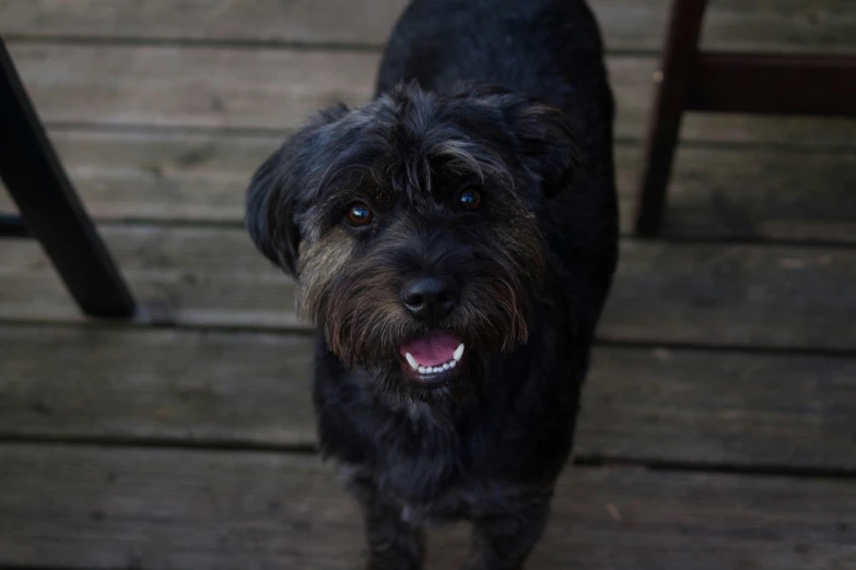 small black dog standing in front of a wooden floor