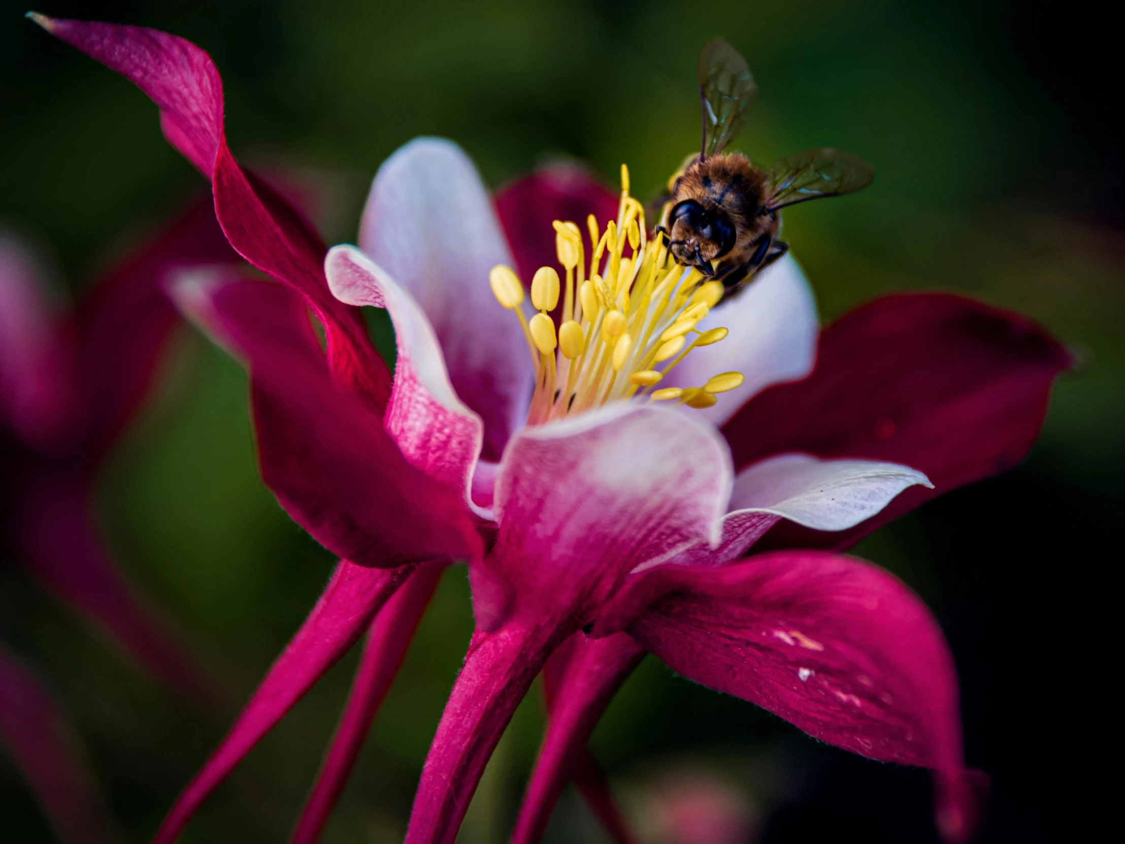 a bee that is flying through the air on a pink flower