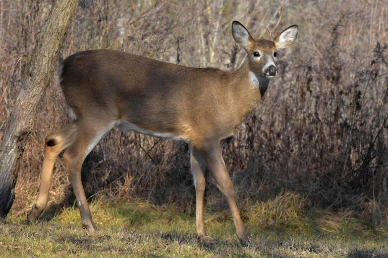 an image of a white tailed deer walking in the grass