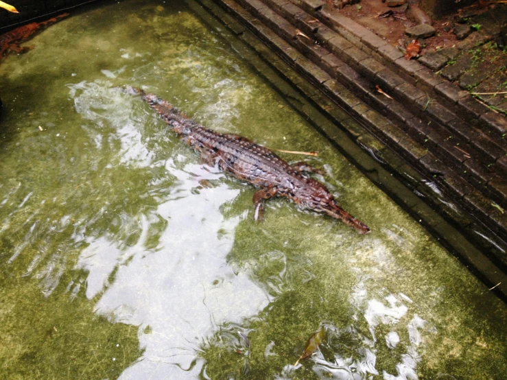 a large alligator laying on the ground