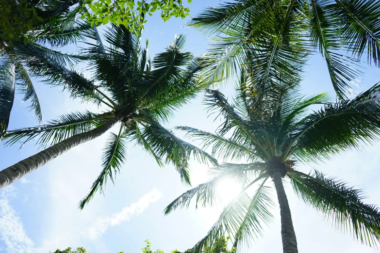 tall palm trees reach up to the bright sun