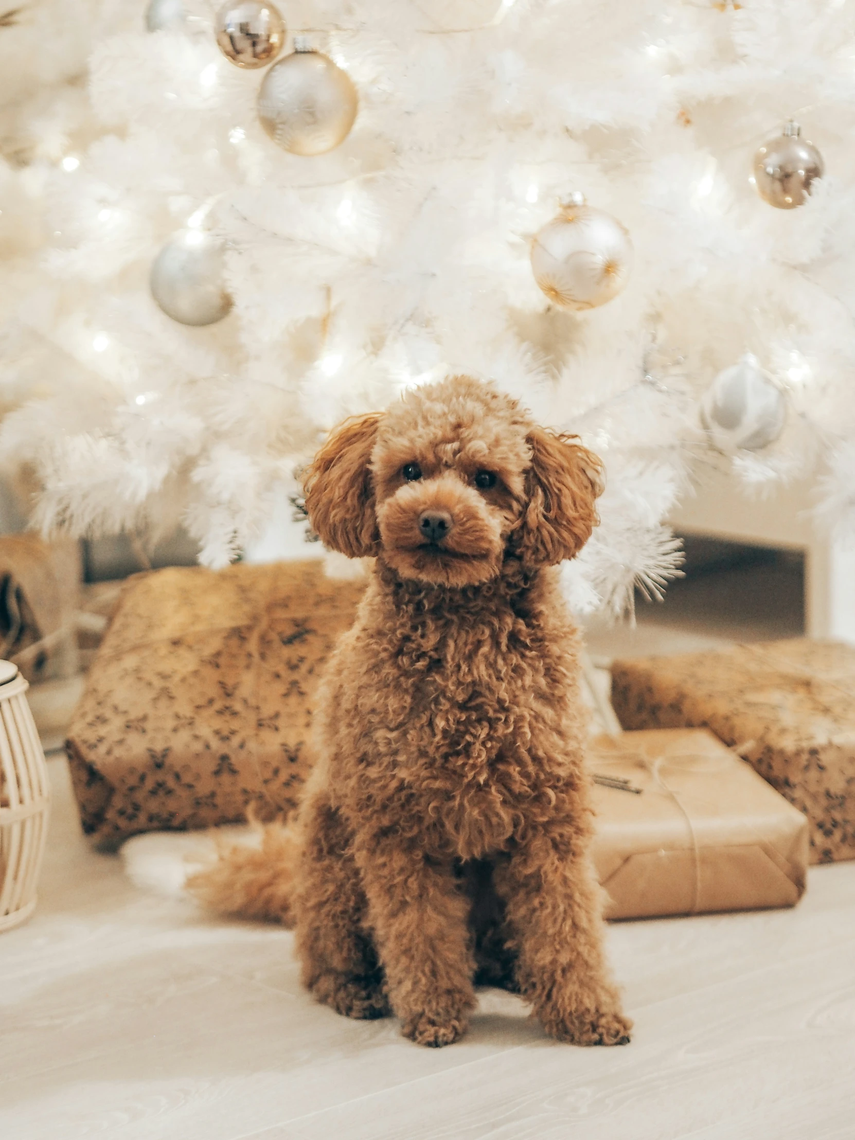 a small red dog sits in front of a christmas tree