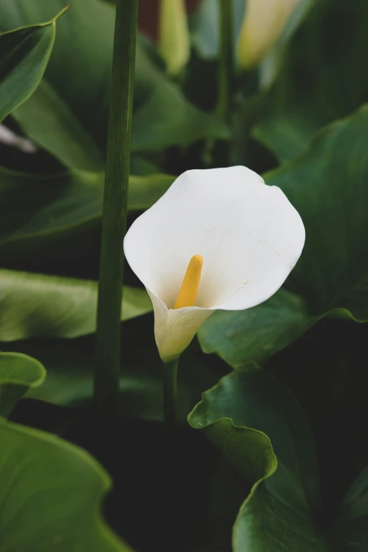 a white flower with yellow centers on a leafy plant