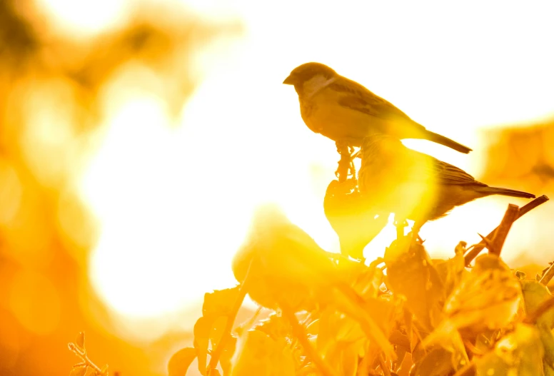 a small bird sitting on top of grass next to trees