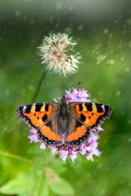 a erfly on some purple flowers