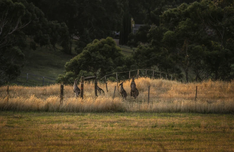 three animals in a field near a fence