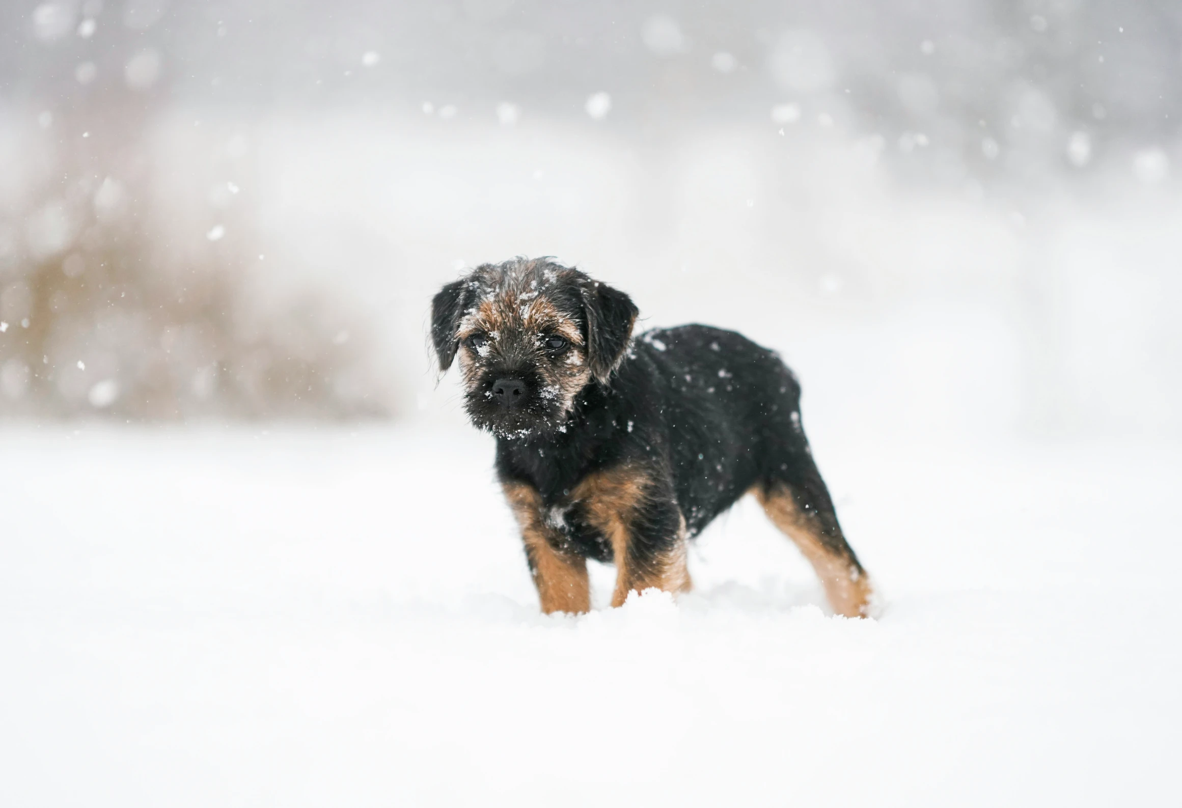 a small black and brown dog standing in the snow