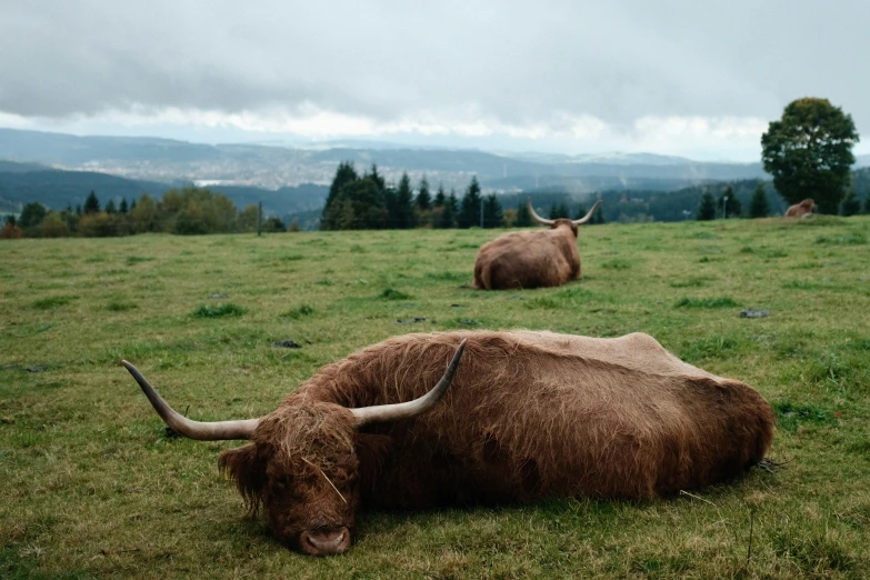 two horned cows laying on a green field