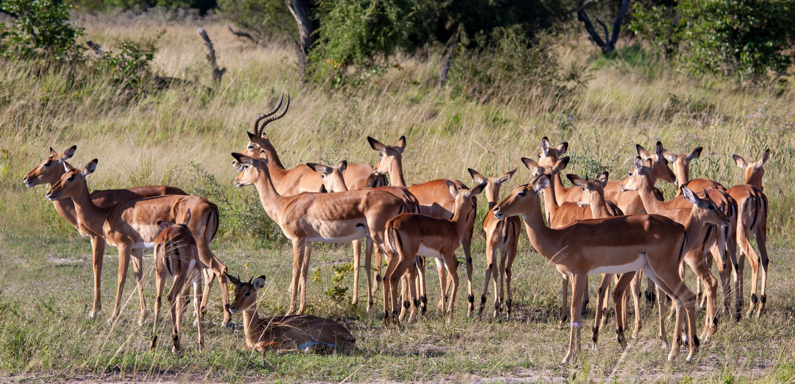 some deers are standing around in the grass