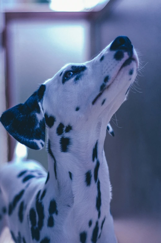 the dog is looking up at its owner