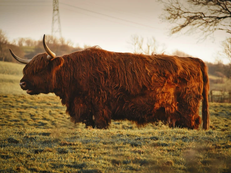 a large brown bull with very long horns standing on a green field