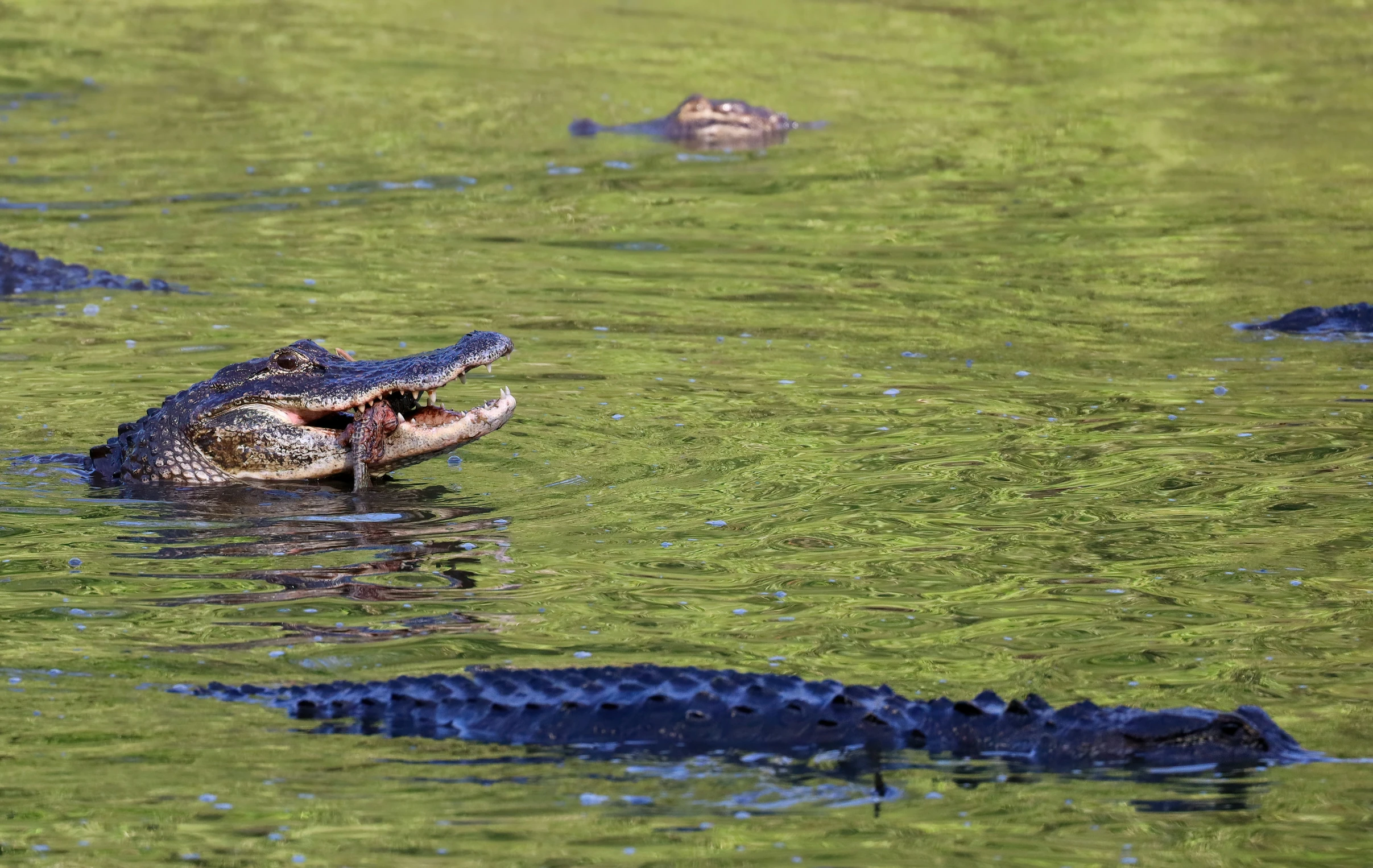 an alligator eating an alligator's bite in a pond