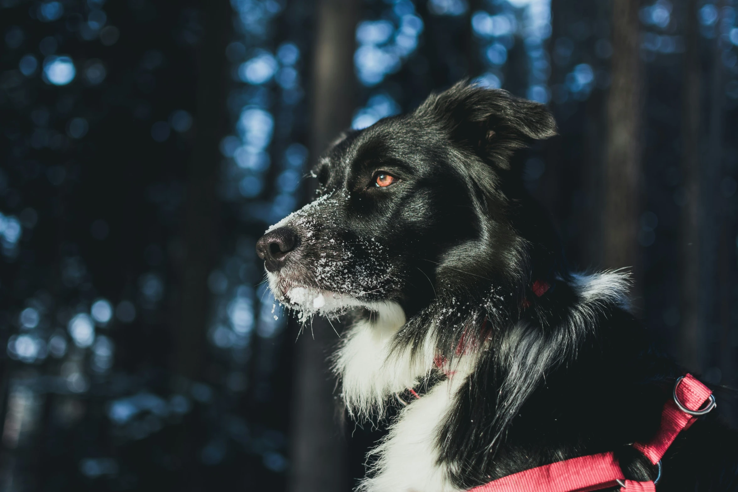 a black and white dog is in a forest