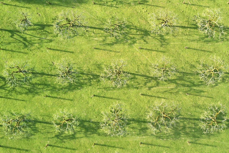 an aerial s shows the green grass with the shadows from tree trunks on it